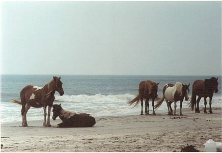 Wild horses