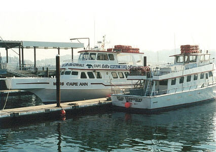 Whale watching boats