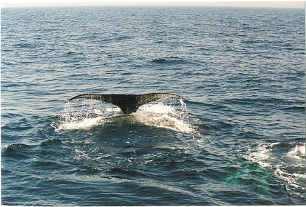 Look... a whale  !!!