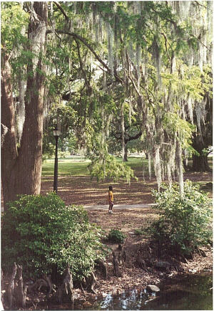 Spanish moss