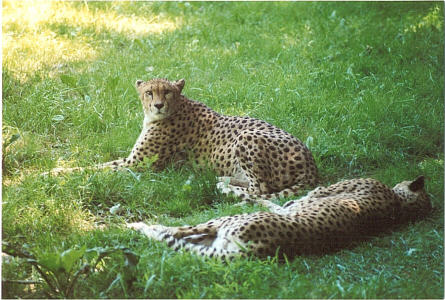 Leoparden