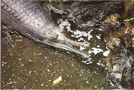 Crocodile Rock