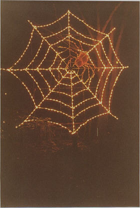Spinne